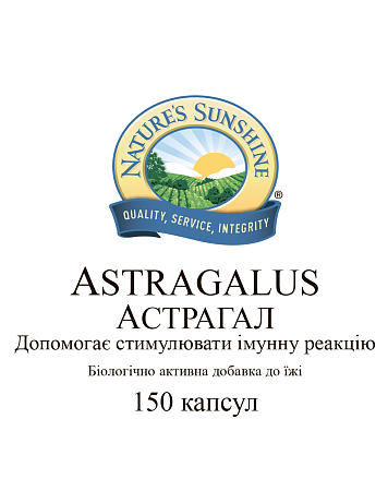 Астрагал (Astragalus)