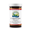 Кордицепс (Cordyceps)
