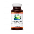 Астрагал (Astragalus)
